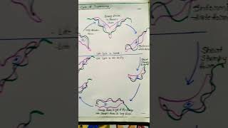 Life cycle of Trypanosoma gambiense bsc 3rd year zoology notes Pdf link in description shorts [upl. by Iznekcam]