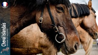 CHEVAL ISLANDAIS des chevaux restés purs depuis plus dun millénaire ORIGINE DES RACES [upl. by Guise40]