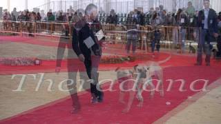 Concurso Ronda 2013 BULLMASTIFF [upl. by Nosnar]