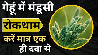 how to control phalaris minor in wheat।गेहूं में मंडूसी रोकथाम करने का सही तरीका।awkira herbicide [upl. by Dera]