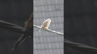 Young Kestrel birds [upl. by Ablem]