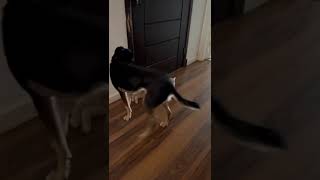 Pochi 🐈 vs Olivia 🐕 cat vs dog gatos funnycats catlover catvideos [upl. by Apeed787]