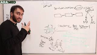 quotالأنسجة المستثارةquot 2 كامن العمل Action potential [upl. by Tiffanle38]