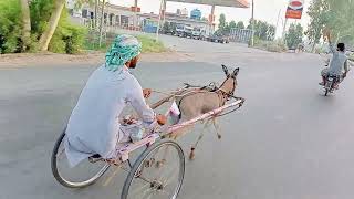 Karachi donkey race A S Gul ghotki😘 [upl. by Marthe]