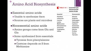 135Overview of Amino Acid Biosynthesis [upl. by Neevan]