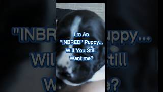 Will You quotADOPTquot An Inbred Puppy [upl. by Teeter]