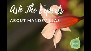 Ask the Experts about Mandevilla [upl. by Latnahc]