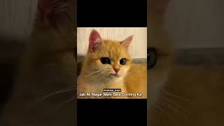 Cat funny study dubbing🤣🤣 Study related memeHindi meme [upl. by Cohbert541]