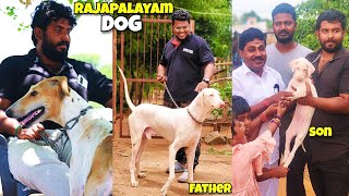 Rajapalayam Dogs  How to Breed Rajapalayam Dogs  Cash on Delivery Available [upl. by Elocen]