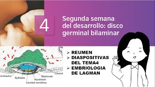 TEMA 4 EMBRIOLOGÍA SEGUNDA SEMANA DE DESARROLLO DISCO GERMINAL BILAMINAR [upl. by Nylzzaj969]