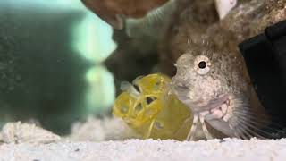 Blenny  Filefish vs Leftover Shrimp from Barramundi snacks [upl. by Balliol]