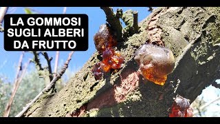 GOMMOSI SUGLI ALBERI DA FRUTTO [upl. by Faludi]