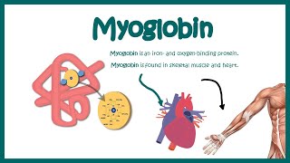 Myoglobin  Structure and function  oxygen binding kinetics [upl. by Ekim]