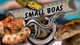 7 Amazing BOA Species That Stay SMALL [upl. by Luane]