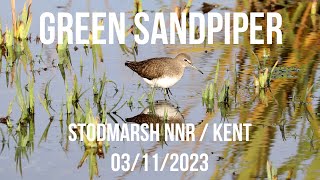 Green Sandpiper Stodmarsh NNR Kent 031123 [upl. by Latihs]