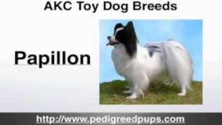 AKC Toy Dog Breeds  AKC Toy Dogs  Toy Dogs [upl. by Sally]