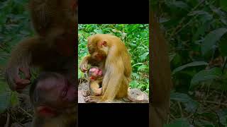 Giving birth monkey monkey puppy shortmonkeysanimal [upl. by Naltiak453]