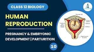 Pregnancy amp Embryonic Development  Parturition class 12 Biology  Human Reproduction  NEET Biology [upl. by Race]