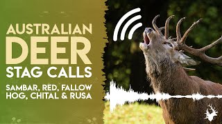 Australian Deer Stag Calls  Sambar Red Fallow Hog Chital amp Rusa  Croaks Honks Barks amp Roars [upl. by Hagood]