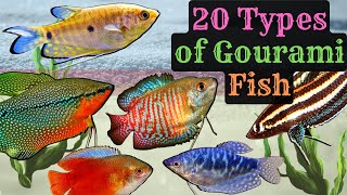 Exploring 20 Fascinating Gourami Fishes Types  From Vibrant Colors to Graceful Fins [upl. by Eojyllib946]