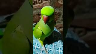 Mai mitthu☺️cute parrot voiseshortscomedytalkingparrotparrotfunny parrot yash [upl. by Lodhia]