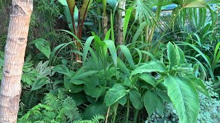 One of the most exotic looking grasses Setaria palmifolia CHB 2017 update [upl. by Ramuk]