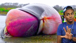 dead whale explodes on camera [upl. by Masson]