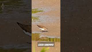 Green sandpiper [upl. by Holder]