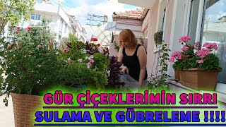 GÜR ÇİÇEKLERİMİN SIRRI   SULAMA VE GÜBRELEME [upl. by Obadias]