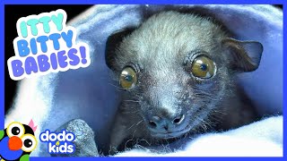 The Tiniest Most Adorable Baby Animals Ever  30 Minutes of Animal Videos  Dodo Kids [upl. by Hasin]