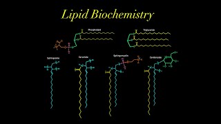 Lipid Biochemistry EVERYTHING YOU NEED TO KNOW MCAT glycerol phospholipid sphingosine ceramide [upl. by Nnylhsa]