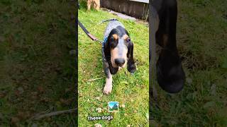 🐾 Meet the Basset Bleu de Gascogne on AZ dog breeds puppy basset hound dog dogbreed love [upl. by Neema971]