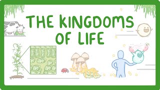 Kingdoms of Life  Animals Plants Fungi Protoctists Bacteria and Viruses 1 [upl. by Acilejna]