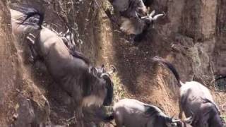 Wildebeest Herd Crossing the Mara River in Tanzania [upl. by Guod606]