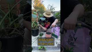 Propagating Monstera Deliciosa Houseplant Cuttings [upl. by Onaicul]