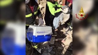 Amatrice gattino trovato vivo tra le macerie dopo 16 giorni [upl. by Feinleib]