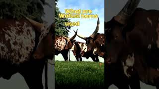 Why are Watusi Horns so Big What are Watusi horns used for shortsvideo [upl. by Domenech412]