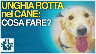 Unghia rotta nel cane  cosa fare [upl. by Rockwood]