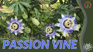 PURPLE PASSION VINE Information and Growing Tips Passiflora edulis [upl. by Ssidnac833]