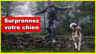 3 façons daméliorer vos promenades avec votre chien [upl. by Senior]