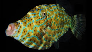 Facts The Filefish [upl. by Vivianna]