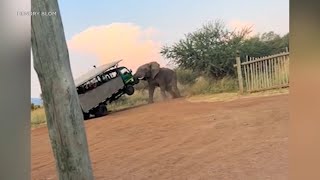 Angry elephant uses tusks to lift safari car into the air [upl. by Keener]