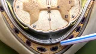 Anatomy of the Spinal Cord [upl. by Loredo]