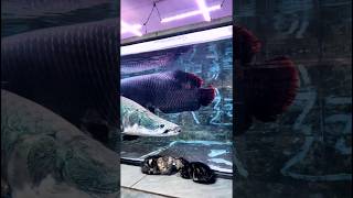 Arapaima 🤯❤️ aquarium [upl. by Dori]