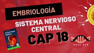 CAP 18SISTEMA NERVIOSO CENTRALEMBRIOLOGÍA MÉDICA DE LANGMANRESUMENPODCASTAUDIO [upl. by Leoline]