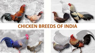 Native Chicken Breeds of India 🐓 🇮🇳  Fowls  Roosters  Poultry  Chickens [upl. by Dorothy]