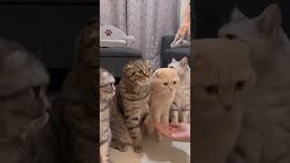 Hand shake one by one 🐈 cat kittycomedy funny kitty comedy cutecomedy shaababies [upl. by Nessi730]