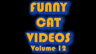 Funny Cat Videos Volume 12 [upl. by Vasileior317]