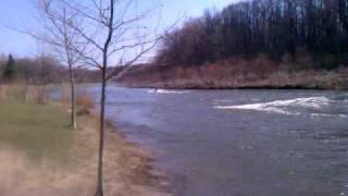 Mokai in rapids in Cuyahoga River [upl. by Ynnek]