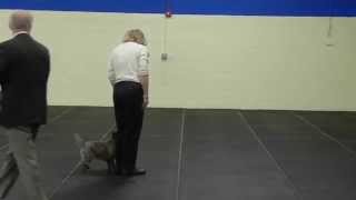 AKC Cairn Terrier Obedience [upl. by Tibold]